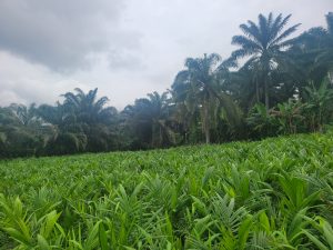 Palm Tree Farming at PalmRich Estate